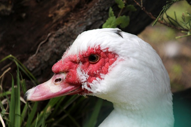 球梦想不断 球梦想不断